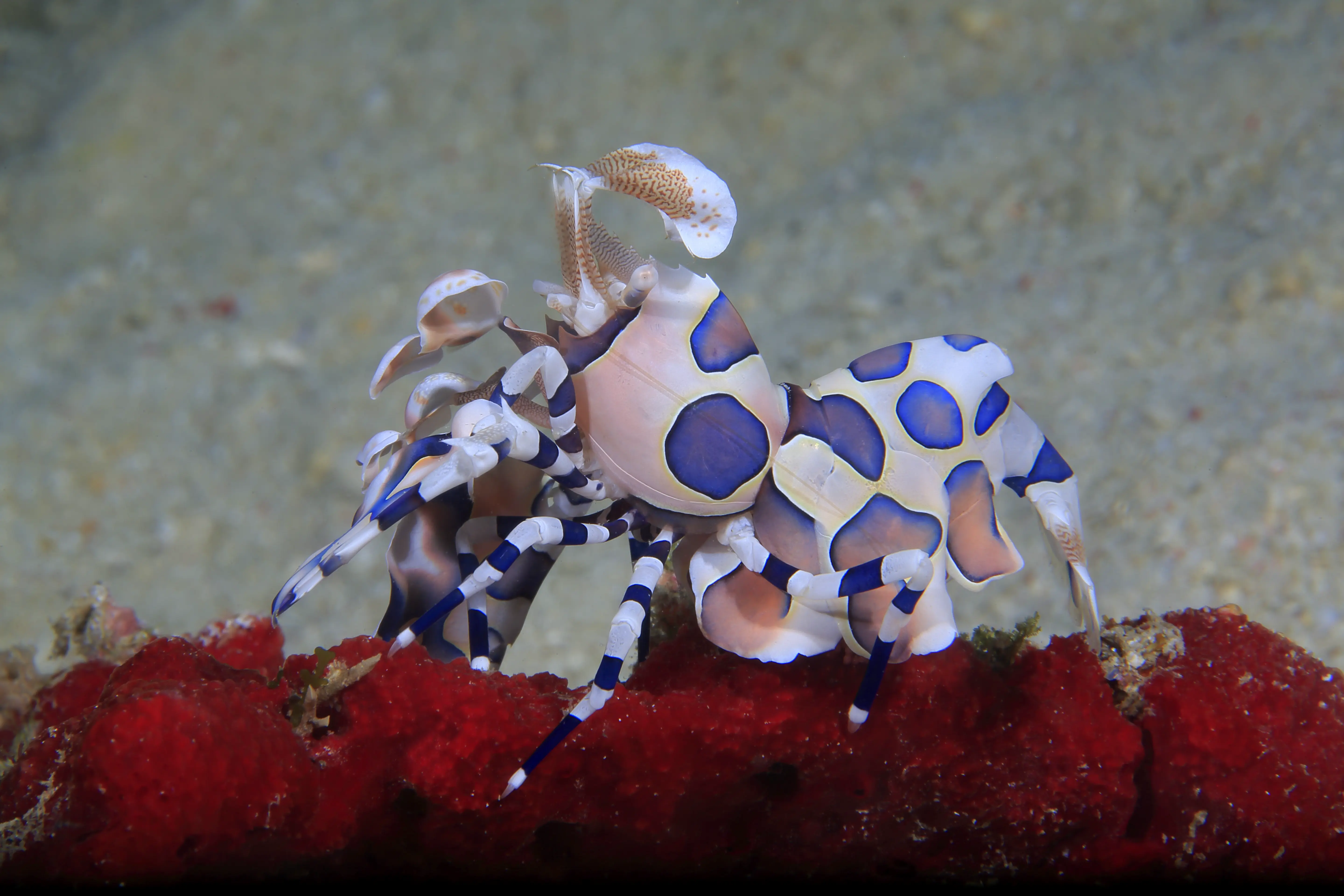 Anilao Macro Dive Media Highlight